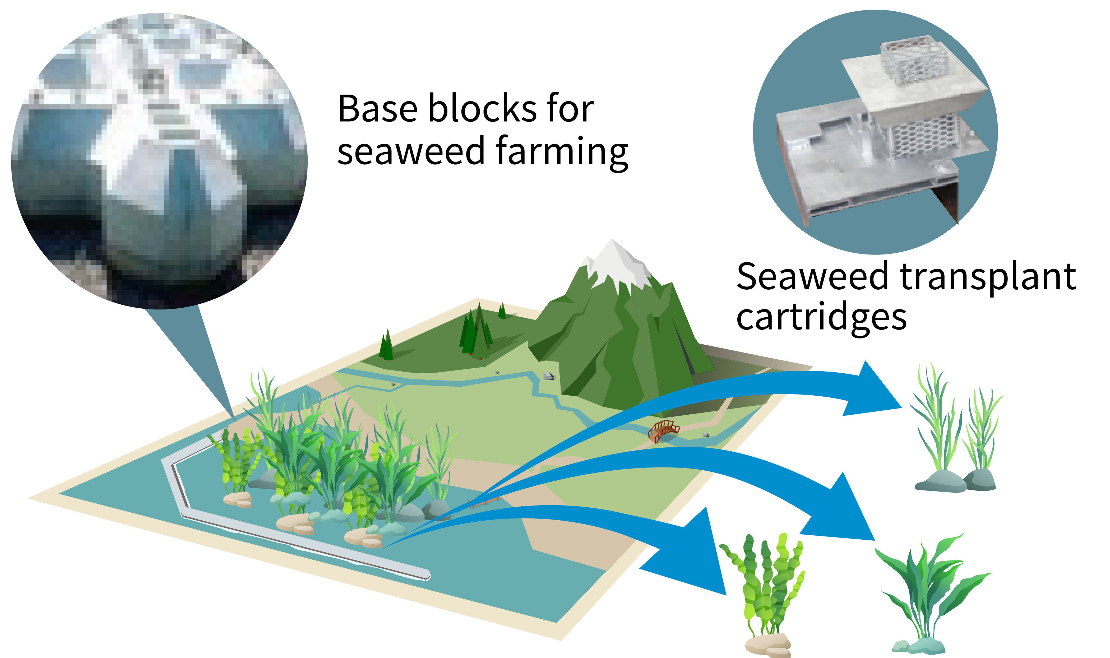 〇 Development of technologies for constructing seaweed beds in support of blue carbon efforts