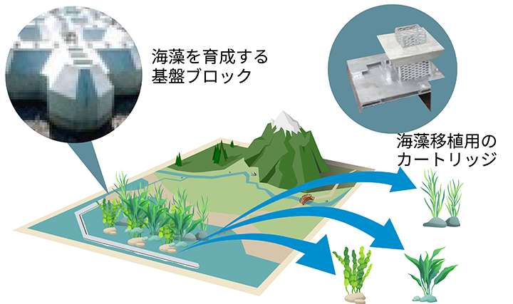 〇ブルーカーボンを推進するための海藻バンク整備技術の開発